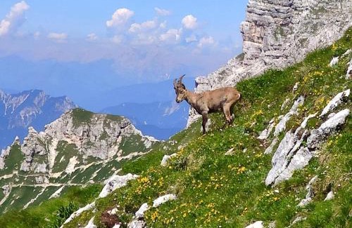 Sella Nevea Apartment | Cuore Alpino