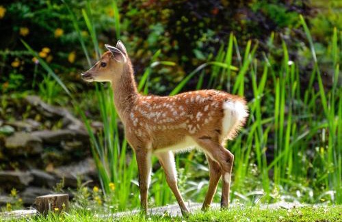 Abbess Roding House | Deer Cottage 2 Uk39332