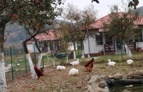 Viisoara House | Desculti prin iarba- la 6,6 km de centrul Piatra Neamt