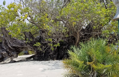 Milandhoo House | Dhaffalhu Tourist lodge