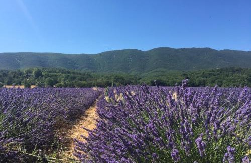 Cereste Villa | Domaine de la Bastidonne