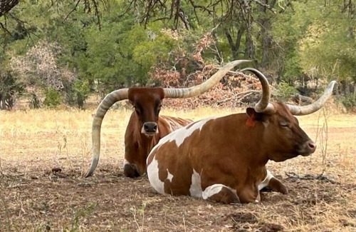 Llano County Cabin | Down Horn Ranch-Raylee cabin