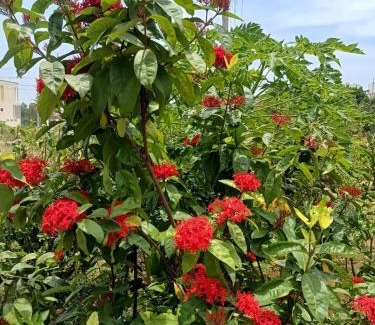 Mysore House | Dwaraka Nature Home Stay