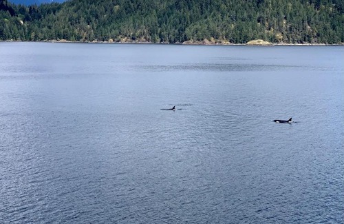 Earls Cove Bed & Breakfast | Earls Cove Orca View