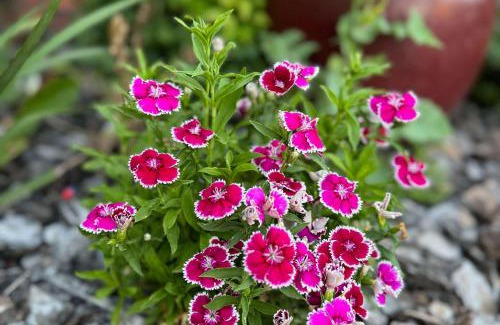 South Tamworth Cabin | Econo Lodge Gateway Tamworth