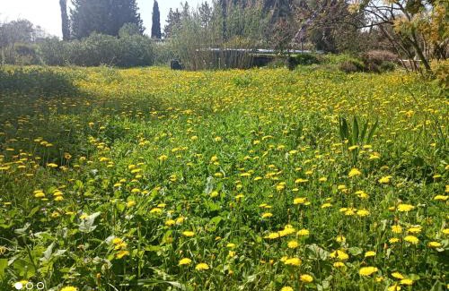 Lunel House | Ecoutez les oiseaux