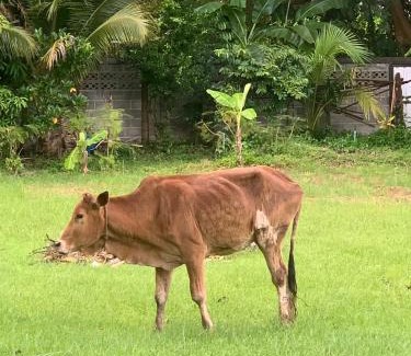 Pai Villa | Eden Villa - Verdant Garden