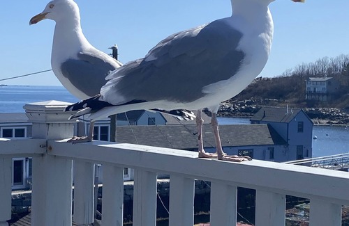 Rockport Condo | Enchanting Harbor Views - Historic Bradley Wharf Bearskin Neck