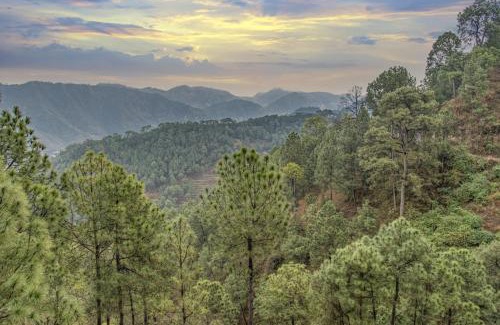 Dharampur Apartment | Exotic Stays I 2bhk Forest View Kasauli l Serviced Apts I Best Seller I Vacations I Family Events I Sky Bonfire I Kasauli
