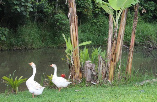 Cotia House | Farm - Cotia - 3 km from Animalia Park - pets allowed