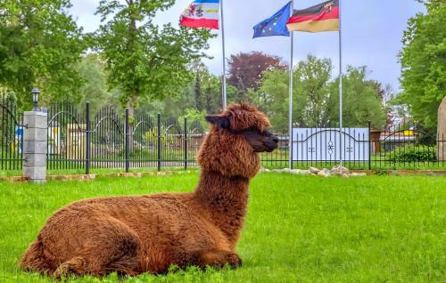 Schmatzin Apartment | Familienfreundliche Alpakafarm