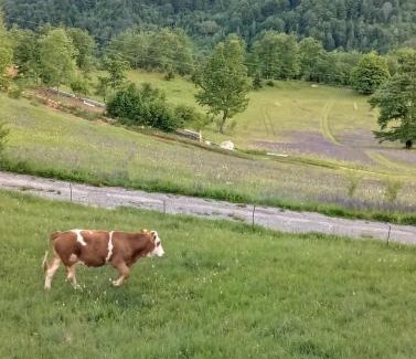 Montenegro House | Family owned self sufficient ECO farm TARA