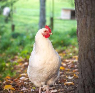 Pukehangi House | Farm Cottage just 10min from the City