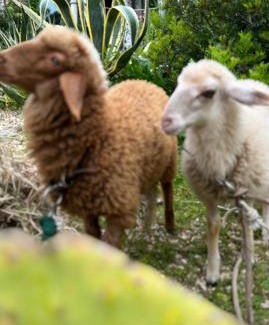 Marina di Marittima Other | Farm Glamping tent on Acquaviva Bay