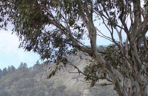 Mount Bolton Other | Farm stay right at Mount Bolton, with grazing Cattle and Sheep, near Ballarat.
