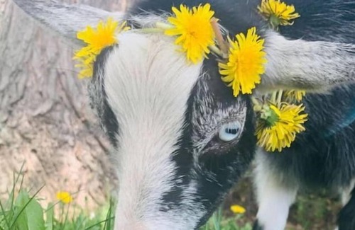 Perth Other | Farm Stay with GOATS 1850 Log Home