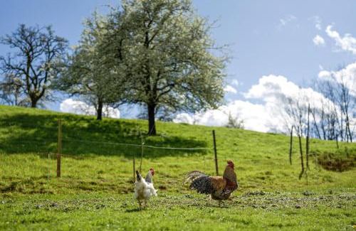 Oberkirch Apartment | Ferienhof Vordere Alm