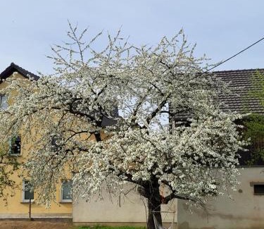 Bischofswerda Apartment | Ferienwohnung im sanierten Denkmal max 3 Personen FeWo1