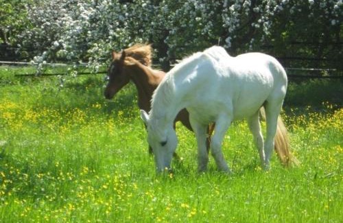 Weikersheim House | Ferienwohnung Mit Terrasse Und Parkplatz