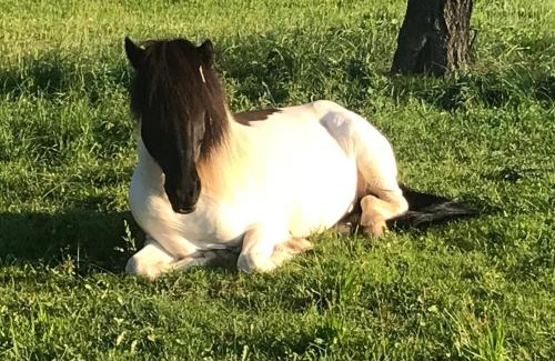 Kobelsdorf Apartment | Ferienwohnung Zweinig02