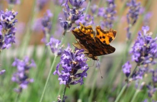 Winsen an der Aller Apartment | Ferienwohnungen Wildblume