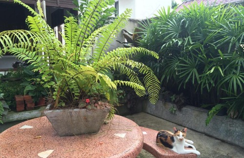 Chalong Resort | Fern House Retreat