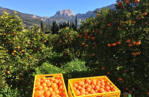 Soller House | Finca Cas Sant