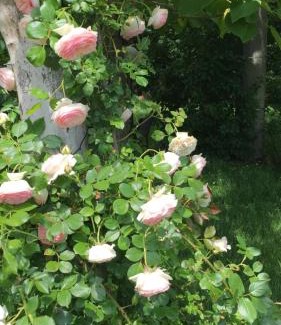 San Cesario sul Panaro House | Fondo Giardinetto