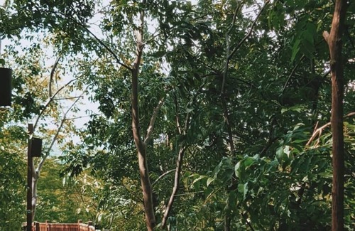 Playa La Redonda Resort | Forest View Tree House Studio Aqua Wellness Resort