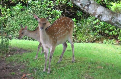 Killarney Bed & Breakfast | Friary View Bed & Breakfast