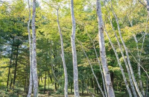 Fujikawaguchiko House | Fuji Fabric stay - Vacation STAY 19980v