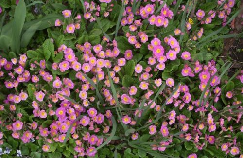 Szeged House | Garden Szivárvány utcai Vendégház