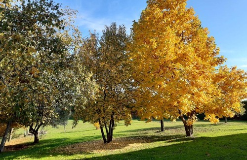 Susegana House | GATTO IN VIGNA