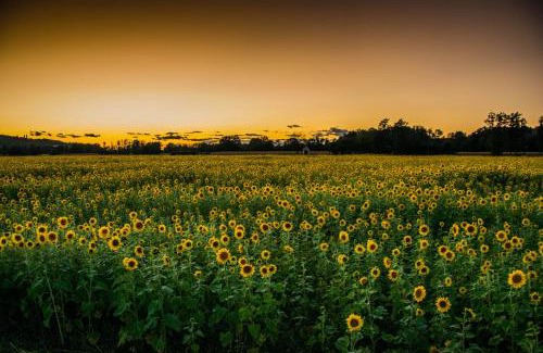 Verzej Apartment | Genius Guest Unique Banovci Apartment