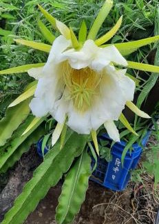 Changunarayan House | Ghattetar agriculture farm and homestay