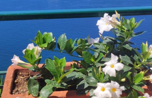 Monte Chiaro Bed & Breakfast | Giardino 21 Marzo