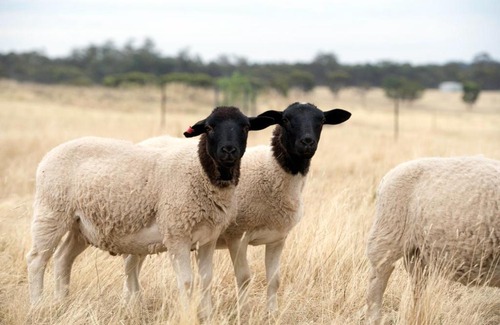 Eppalock House | Gilgraves Vineyard Farmstay