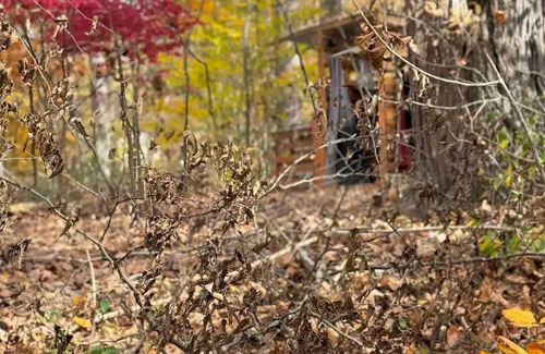Waverly RV Rental | Glamping starglazing tentn