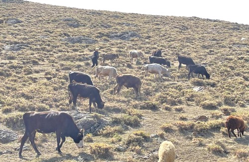 Gusanagyugh House | Go Kamo!