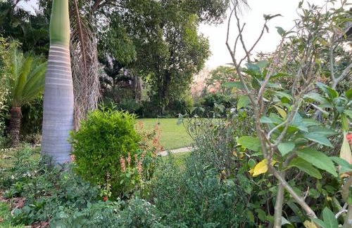 Zimbabwe House | Golden bamboo