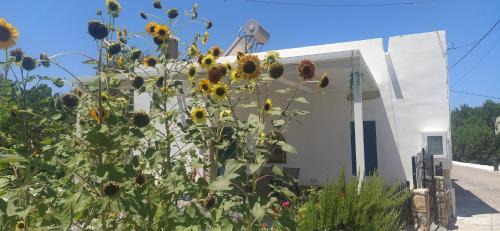 Lagoudi Zia House | Grandpa's place