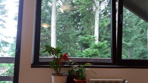 Busteni Apartment | Green Forest Apartments