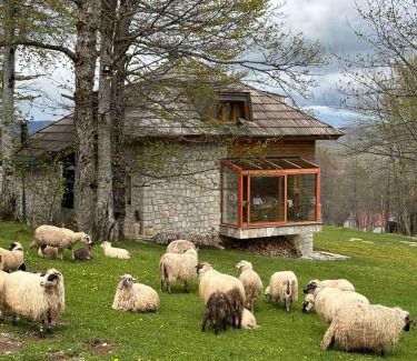 Zabljak Villa | Green Forest