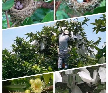 Dongshan House | Green Ozland B&B