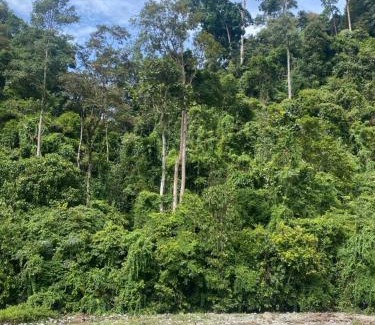 Bukit Lawang House | Green View Homestay & Jungle Trekking