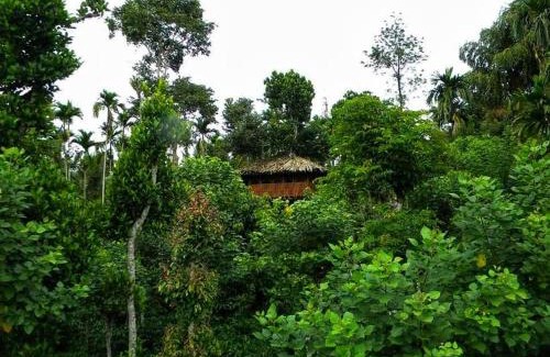 Kalloor Villa | Greens Tree House & Wood House