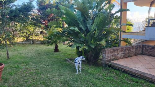 Miglierina House | Guest House Franco