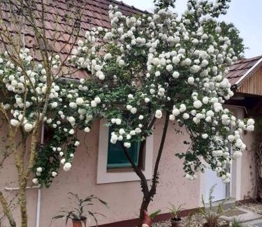 Egerszalok House | Guest House Rózsakert
