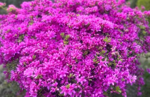 Hakone House | Hakone Fairy Hotel