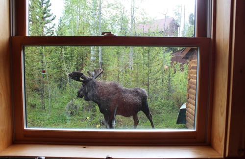 Grand Lake Cabin | Hang out with Moose! Log Cabin near RMNP/Columbine Lake